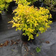 Tawuła japońska Golden Princess