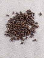 Pszczoła murarka ogrodowa - 100 świeżych kokonów Osmia rufa!