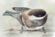 Ptak , ptaki , sikorka czarnogłówka- akwarela z passe - partout
