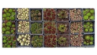 Rojnik zestaw 90 szt mix kolory sempervivum