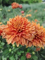 Chryzantema zimująca'' Herbaciana dalia róża trawa irys