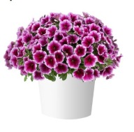 Petunia Capella Fuchsia Lace