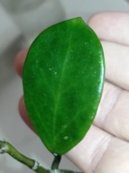 Hoya Hoja HOT LIPS cięta