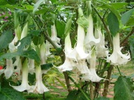 Datura biała Stranomium nasiona 2szt. ***