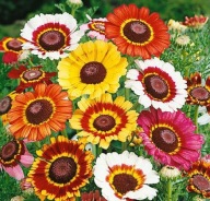 Złocień trójbarwny - mix kolory - 100 nasion