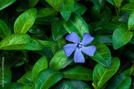 BARWINEK SEBASTIAN ZADARNIAJĄCY SADZONKI 100 SZTUK NA SKARPY 20 CM ODPORNY