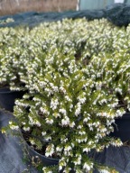 wrzośce wrzosy wrzosiec wrzośce bażyna pakiet 100 szt