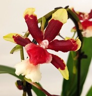 storczyk oncidium cambria 10