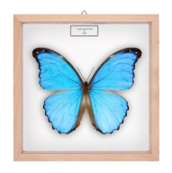 Motyl w gablotce Morpho godartii didius