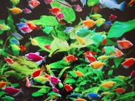 Zestaw rybek do akwarium 60 -100 l
