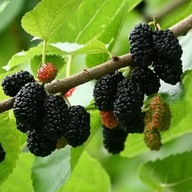 MORWA CZARNA Morus nigra w donicy