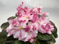 Fiołek afrykański# Dn-Pershi Potsilunky # sadzonka