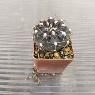 *KAKTUSY* GYMNOCALYCIUM ALBOAREOLATUM V. RAMOSUM - LF 32