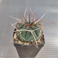 *KAKTUSY* GYMNOCALYCIUM ARMATUM - KK 676