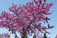 JUDASZOWIEC KANADYJSKI–Cercis canadensis– sadzonki poj.2l 30-40 cm