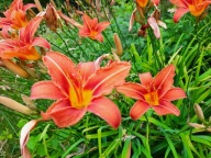 Liliowiec rdzawy sadzonka bylina wieloletnia rudy pomarańczowy kwiat