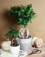 Ficus Fikus tępy microcarpa ginseng SADZONKA 35 cm