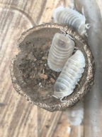 Cubaris murina “Glazie” – 10 sztuk + wyprawka startowa | Białe isopody