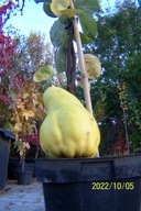 Pigwa gruszkowa szczepiony kolumnowy jadalny inny