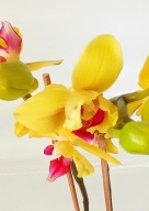 PHALENOPSIS storczyk fullers sunset peloric 9