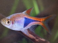 Rozbora klinowa ( dorosłe osobniki)