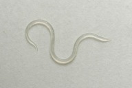 Węgorek octowy-żywy pokarm dla narybku/kijanek w wiwarium (porcja zarodowa)