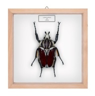 Chrząszcz w gablotce Goliathus goliathus