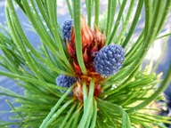 WSPANIAŁE IGŁY I NIEBIESKIE SZYSZKI Sosna bośniacka 'Atze Saule'