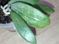 Hoya Hoja BHUTANICA ukorzeniona