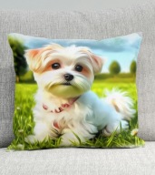 Poduszka 40/40cm Maltańczyk Maltese