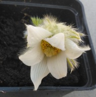Sasanka Pulsatilla vulgaris "Alba"