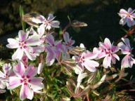 FLOKS SZYDLASTY SADZONKA W POJEMNIKU bialo-rozowa na skalniaki