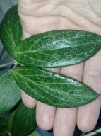 Hoya Hoja FITCHII cięta