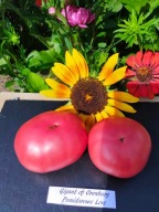 Pomidor Giant of Orenburg malinówka nasiona kolekcjonerskie