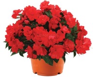 Niecierpek PÓŁ PEŁNY New-Guinea Wild Romance RED piękne KWIATY