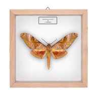 Motyl w gablotce Rhadinopsasa hornimani