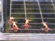 Krewetki Caridina Red Boa 10 sztuk !!!