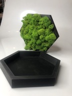 Zestaw zrób to sam, sześciokąt z Mchem Chrobotkiem - DIY