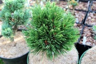 ZGRABNA KULECZKA Sosna bośniacka 'Spartacus' UNIKAT