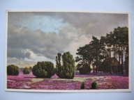 ZAGINIONY ŚWIAT CHATA NA SKRAJU SOSNOWEGO LASU i WRZOSÓW przedw. POCZTÓWKA