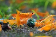 Pomarańczowe krewetki akwariowe Neocaridina Orange łatwe w hodowli 10 szt.
