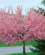 Migdałek Trójklapowy na pniu – dekoracyjne kwitnące drzewko