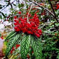 Irga oziębła,królowa angielskich ogrodów