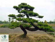 IDEALNA NA DUŻE BONSAI Sosna Thunberga 'Maijima' Pinus thunbergii