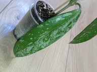 Hoya Hoja PUBICALYX SILVER SPLASH ukorzeniona