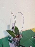 HOJA HOYA sp. Papuana sf 004