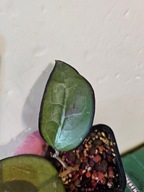 HOJA HOYA sp. Malang