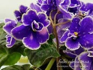 Fiołek afrykański # Bo-Zhavoronky #Liść