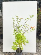 Klon palmowy ANNE IRENE sadzonka doniczka 3 l