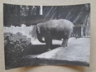 PRL ZOO Słoń1984 (59b)